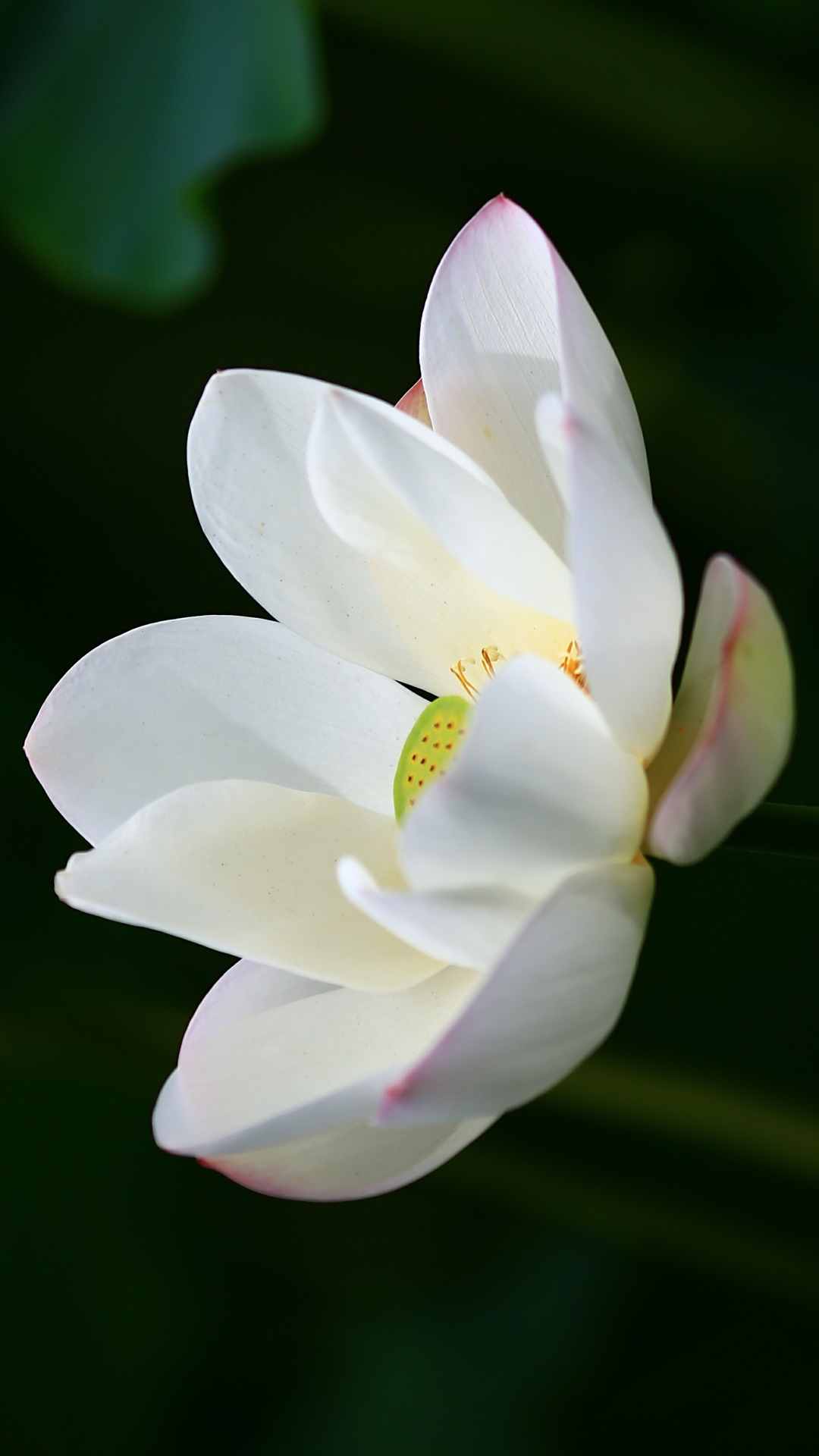 Lotus Flower iPhone Wallpaper