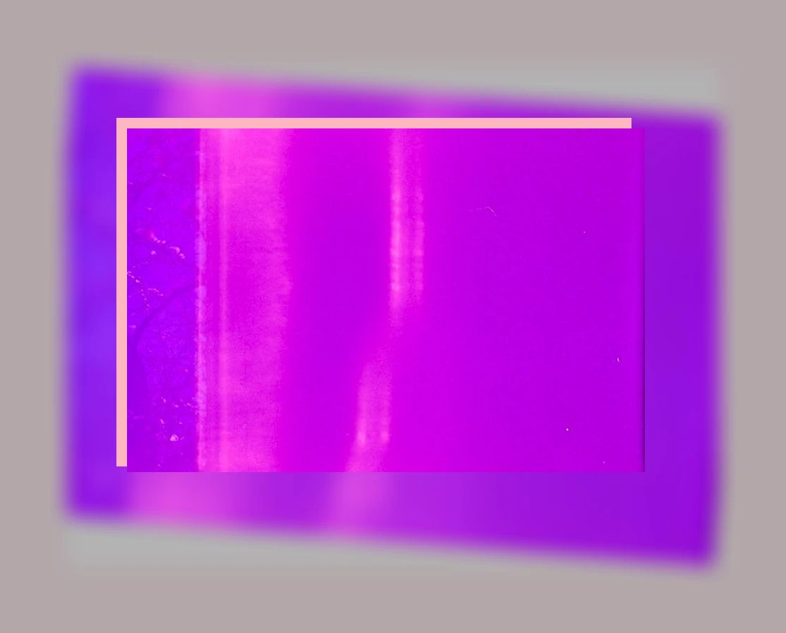 자색돼지감자_1_subsection