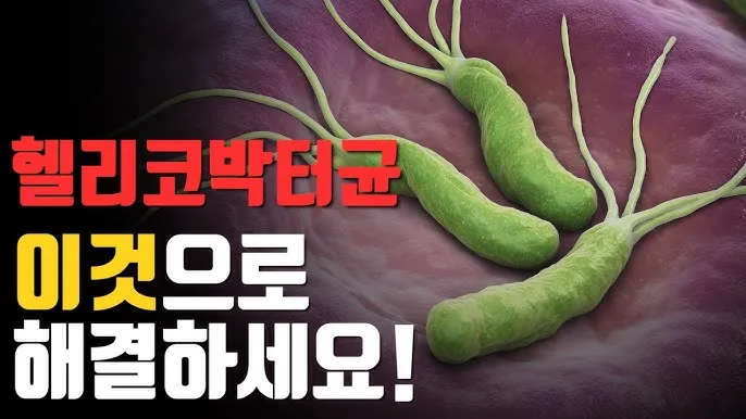 헬리코박터균 제균 치료 치료방법 성공률_7