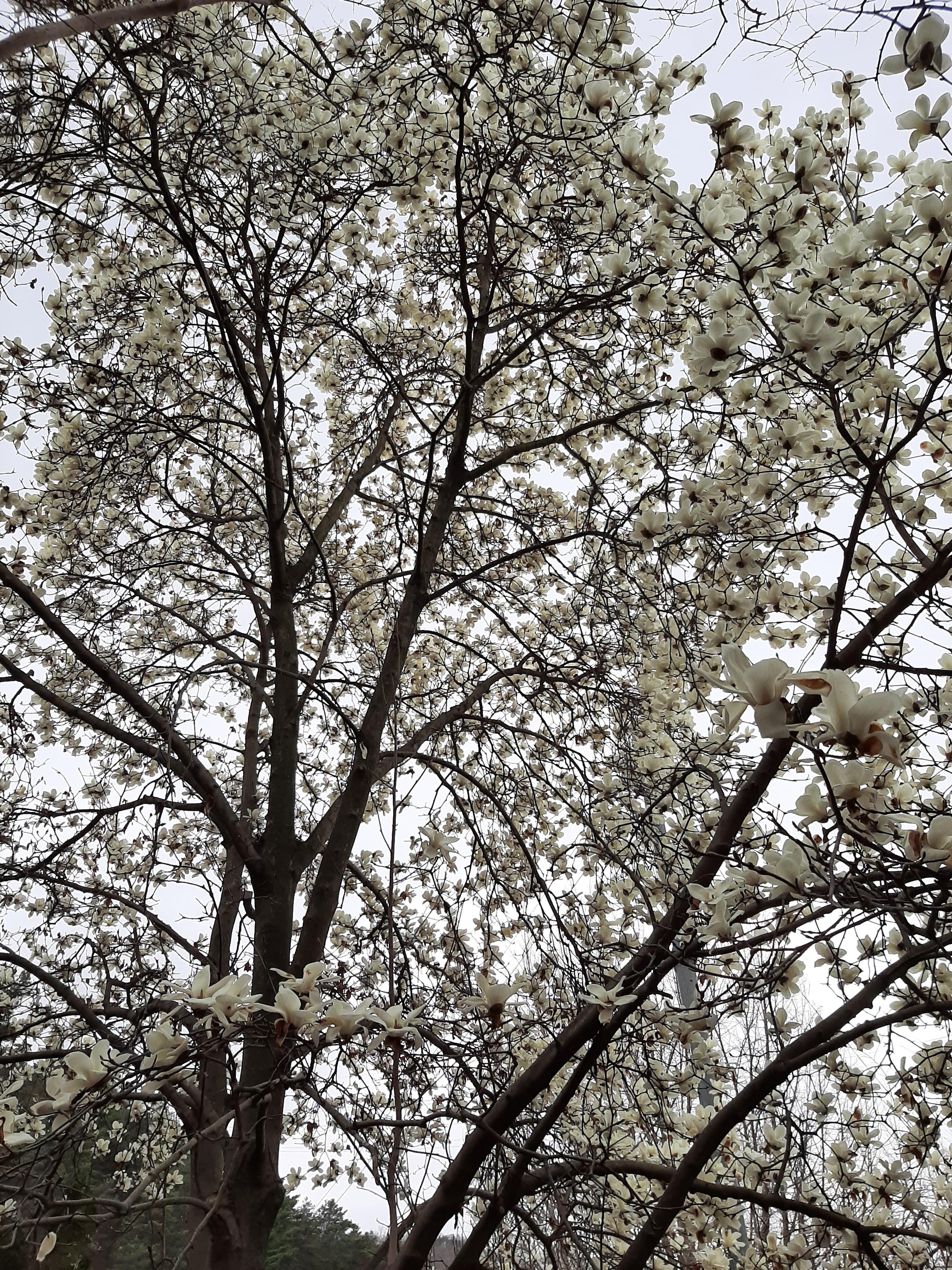 봄꽃 목련과 벚꽃이 한창입니다 / 꽃길만 걸으면 (03/23/22) 30