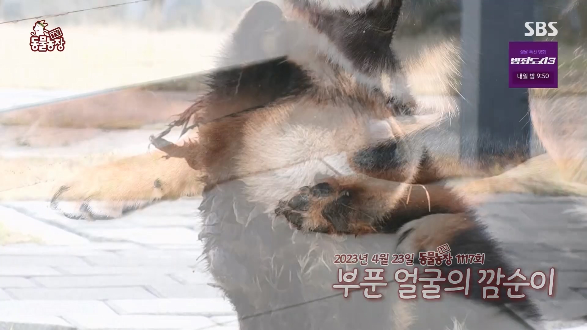 TV 동물농장.E1158.240211p.H264-F1RST.mp4_20240211_194105.660.jpg