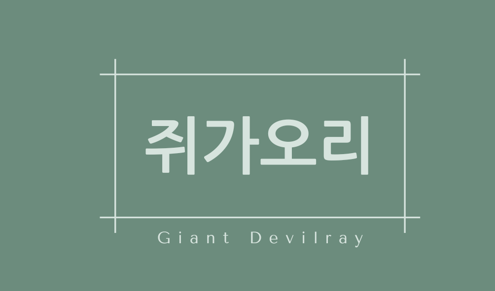 쥐가오리(Giant Devilray)