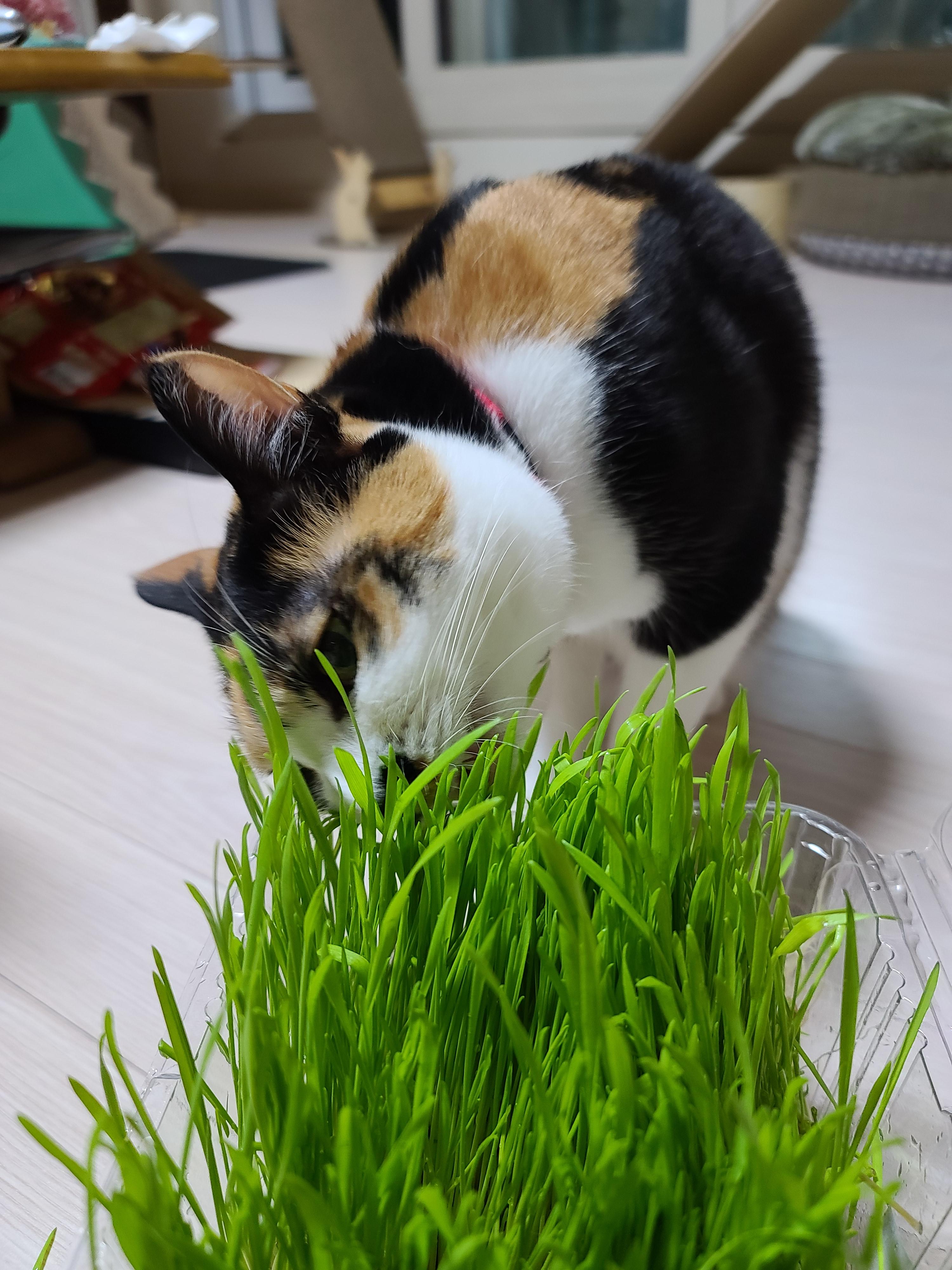 고양이 캣글라스 먹방 및 효능. 캣글라스를 대하는 아홉냥이들의 자세.