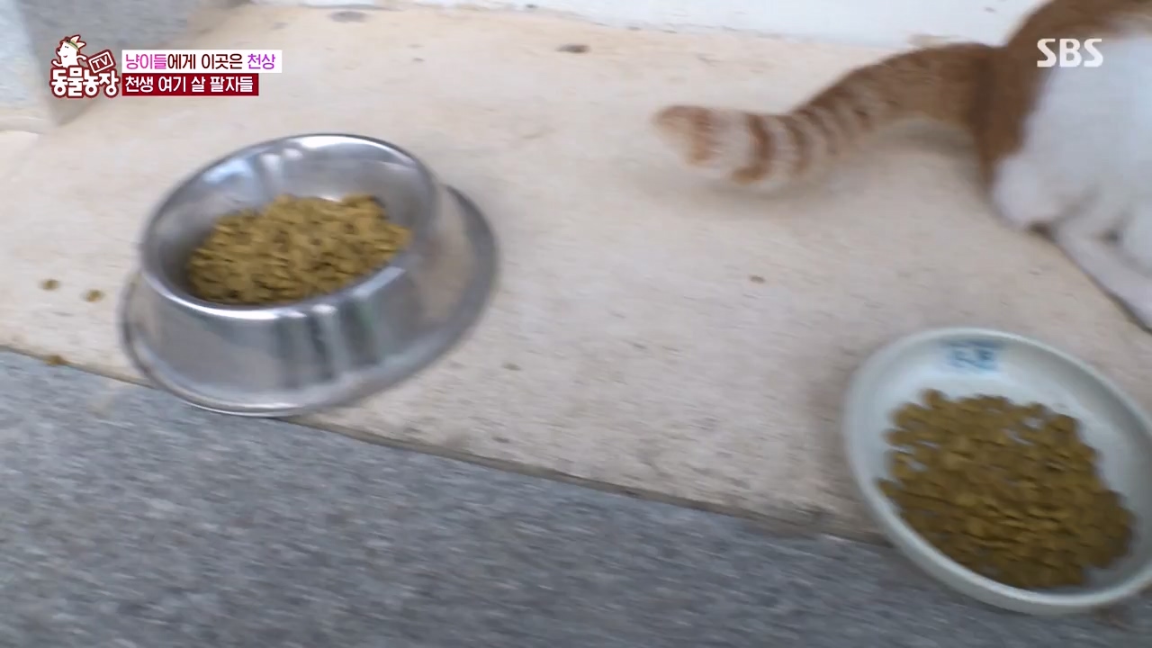 TV 동물농장.E1143.231030p-NEXT.mp4_20231029_164049.051.jpg