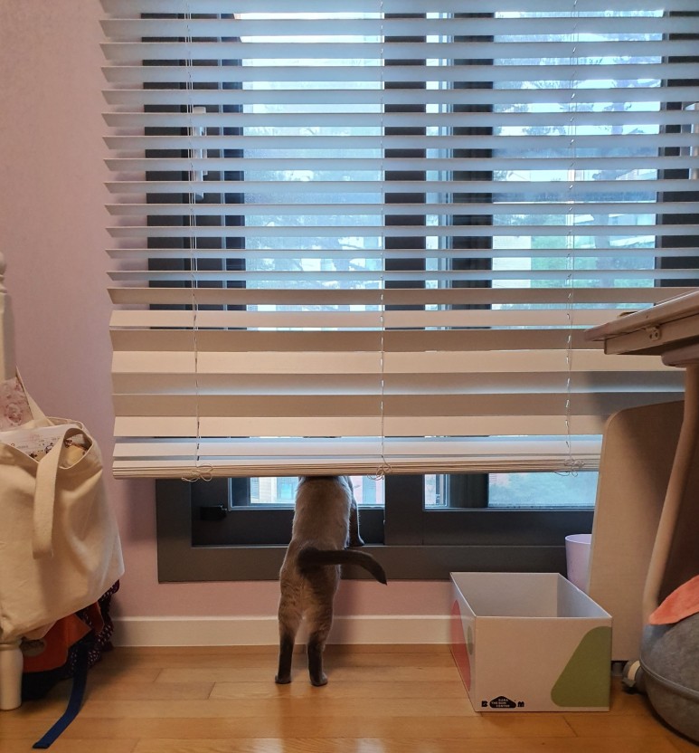 샴 고양이 '모아'의 일생에 가족을 찾습니다 [입양 완료] 추운 겨울 화단에 버려졌다 8