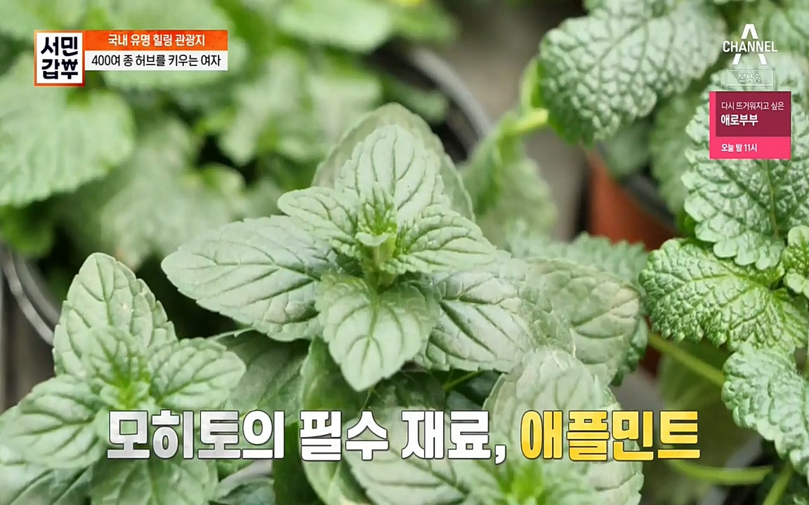 서민 갑부.E380.220424p-NEXT.mp4_20220424_181935.749.jpg