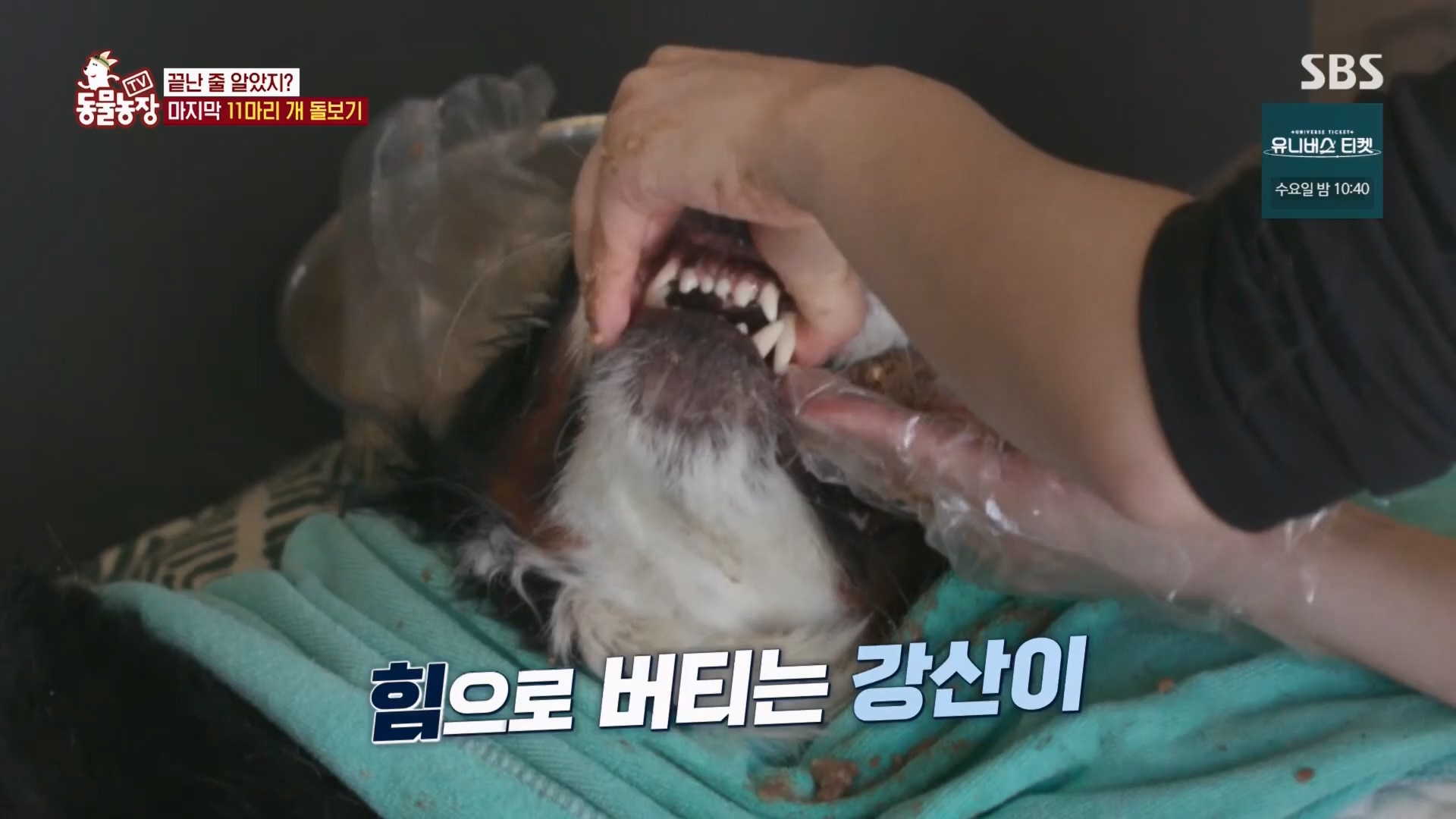 TV 동물농장.E1148.231203p.H264-F1RST.mp4_20231203_165841.777.jpg