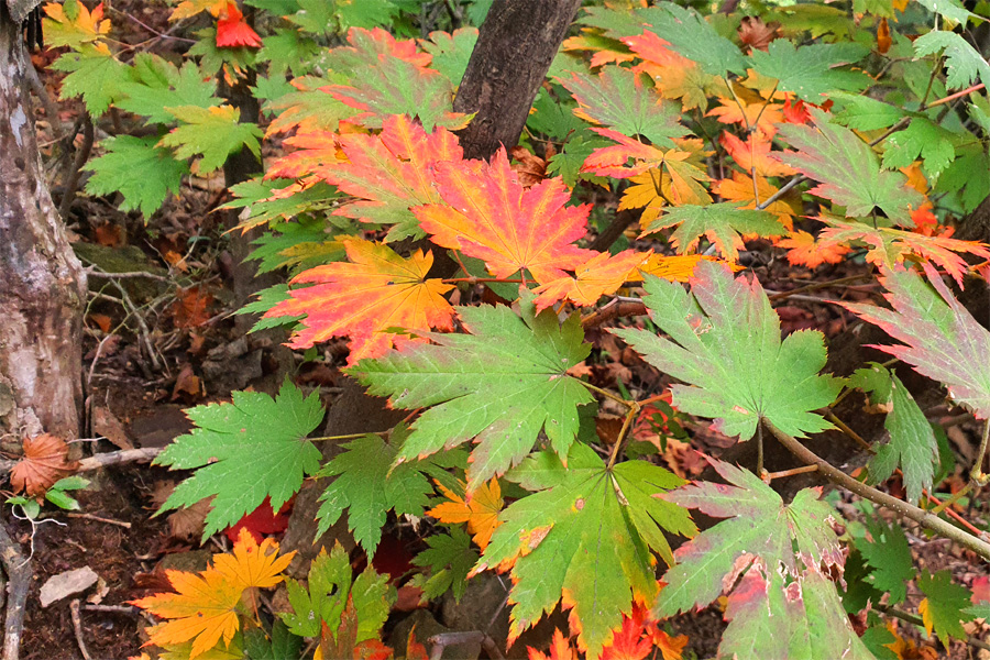 /초가을 풍경 도봉산 20