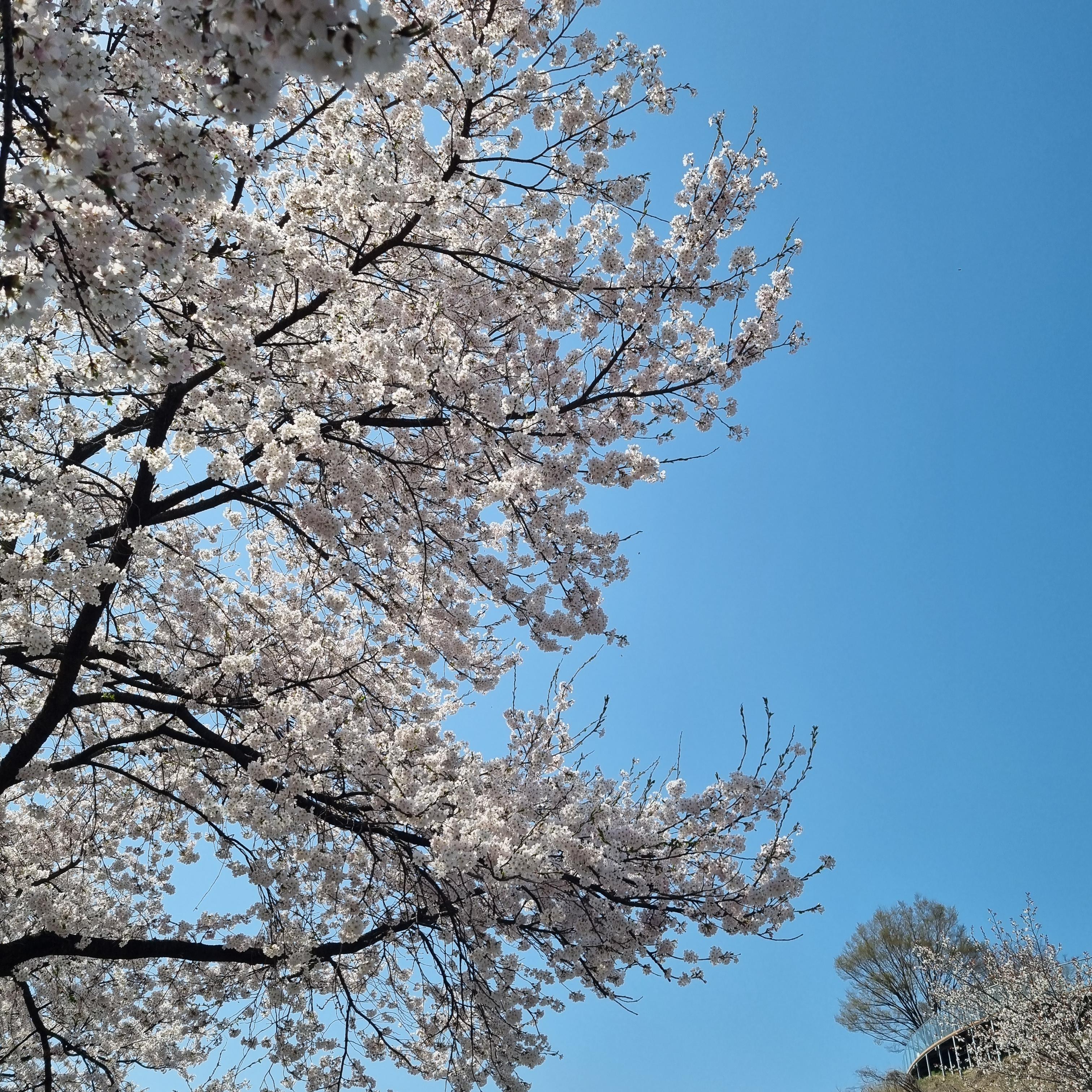 제천 벚꽃구경