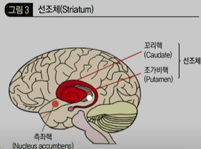 선조체