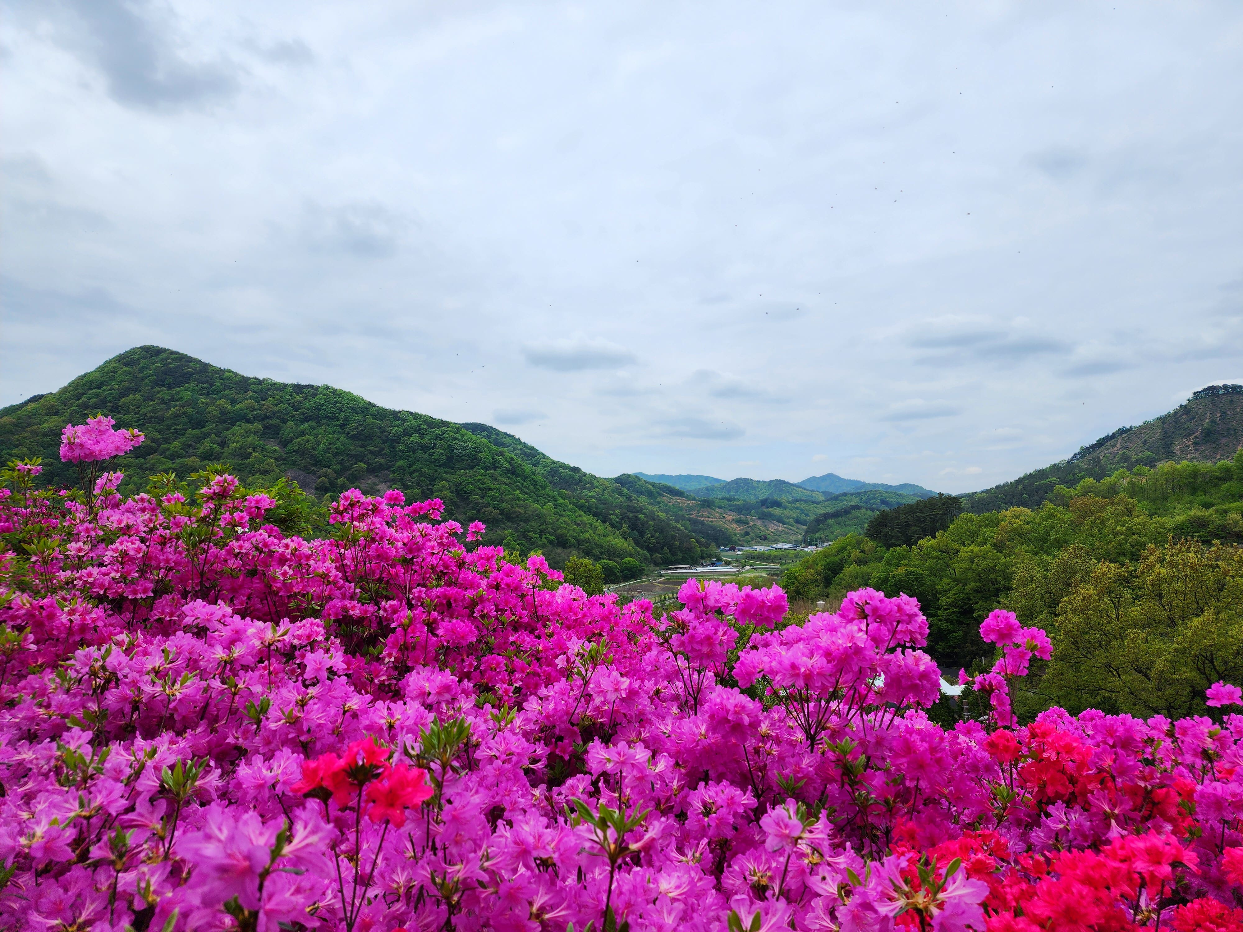 화산꽃동산 뷰