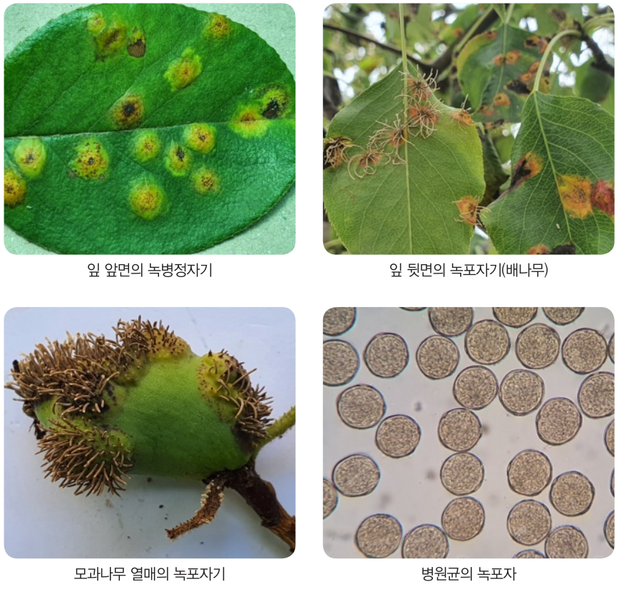  모과나무 붉은별무늬병
