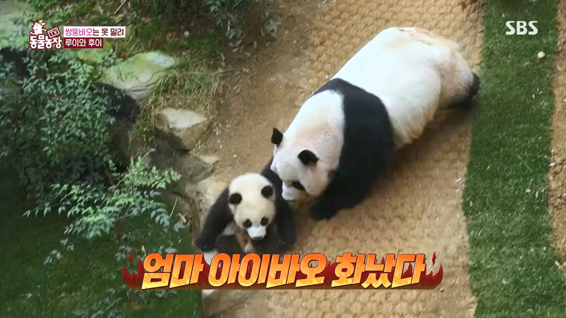 TV 동물농장.E1160.240225p.H264-F1RST.mp4_20240225_165125.288.jpg