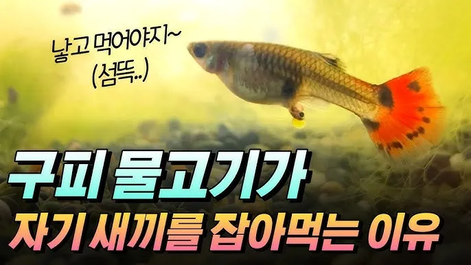 구피 키우기 출산징후 수명 물갈이법 먹이 횟수 물온도_4
