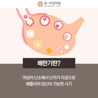 배란통 증상 및 시기 원인_20