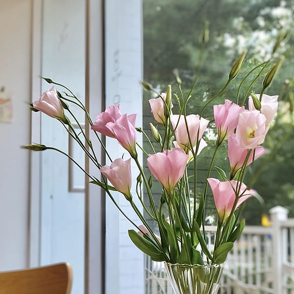 리시안셔스 이미지