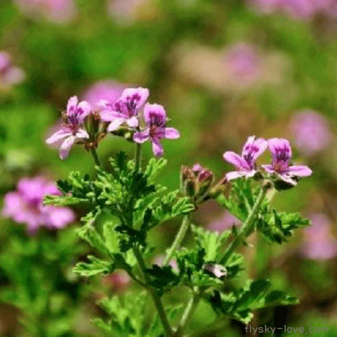 로즈제라늄 (Rose Geranium)