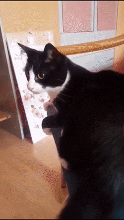  버그난 고양이 모음