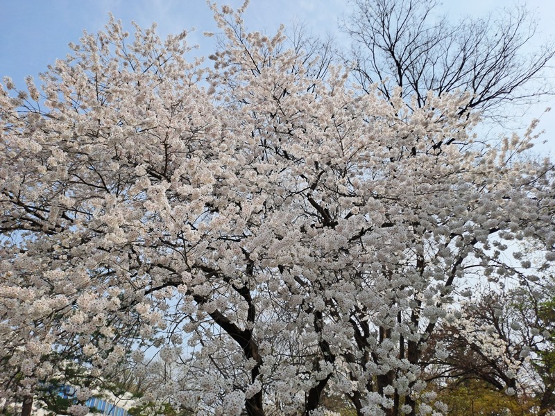 한국토종-왕벚나무_03
