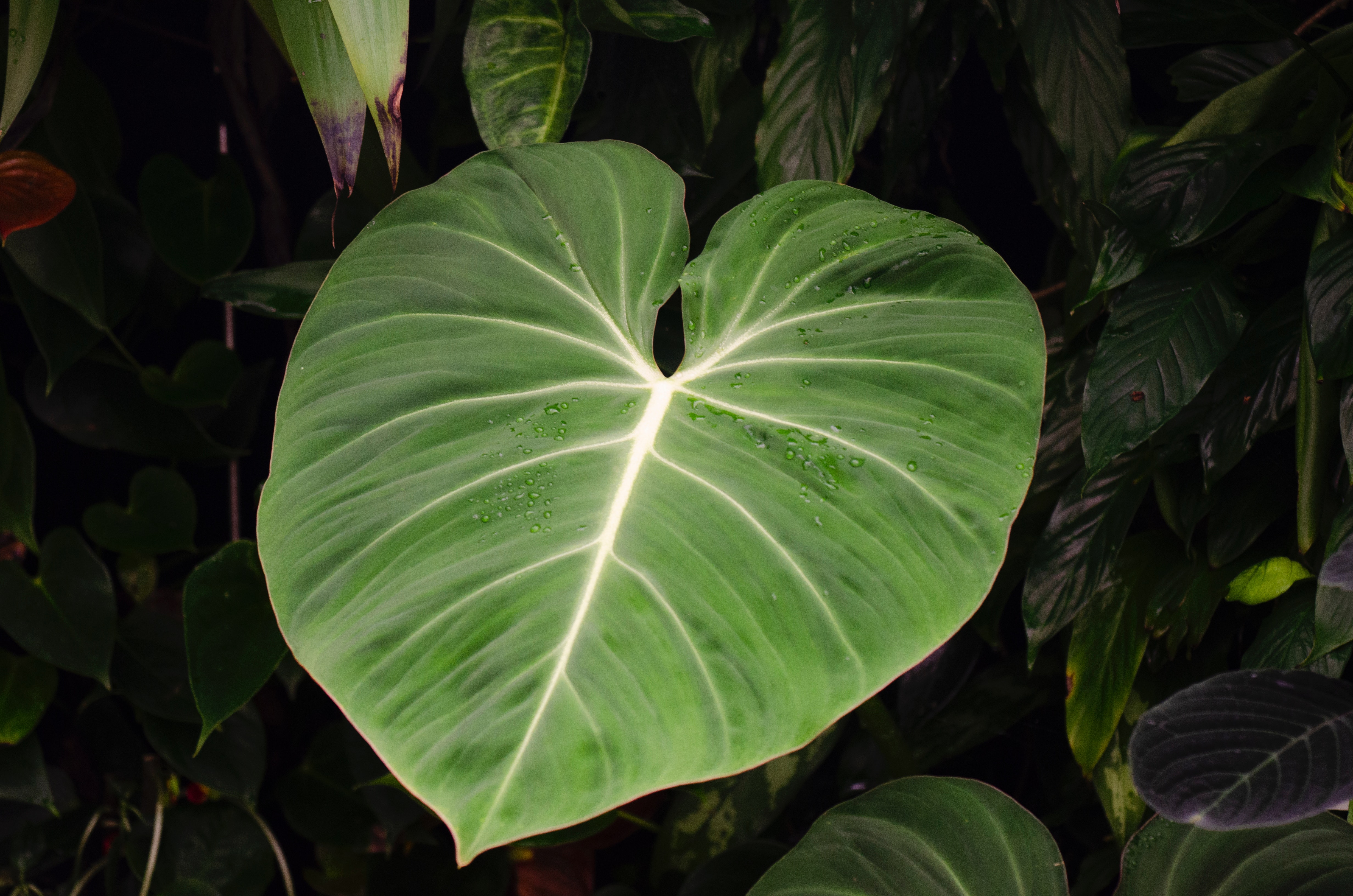 필로덴드론 멜라노크리섬(Philodendron Melanochrysum)
필로덴드론 키우기
필로덴드론 번식
필로덴드론 줄기
필로덴드론 수경재배