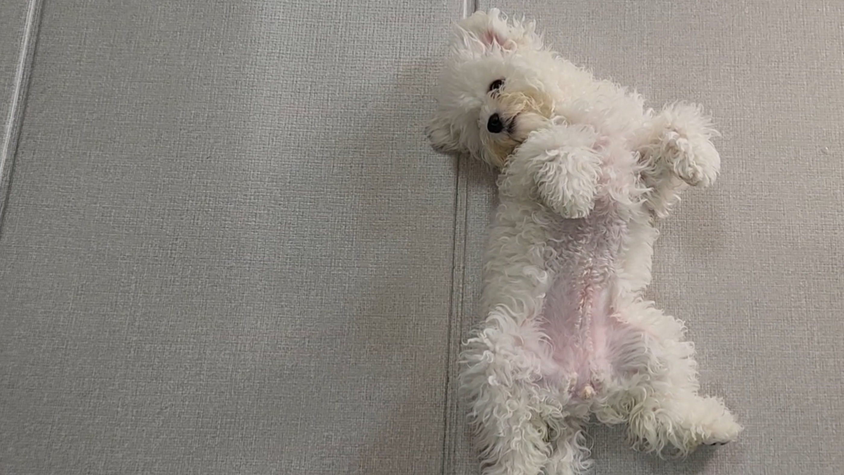  강아지가 보호자를 사랑할때 많이 하는 행동