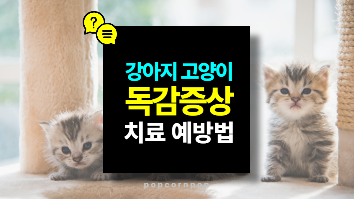 강아지·고양이 독감 증상 치료와 예방법( ft.예방접종 백신 )