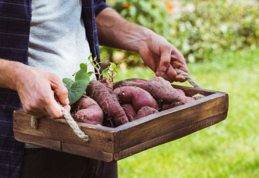 먹기 전에 고구마찜의 열량을 알아두자. 2