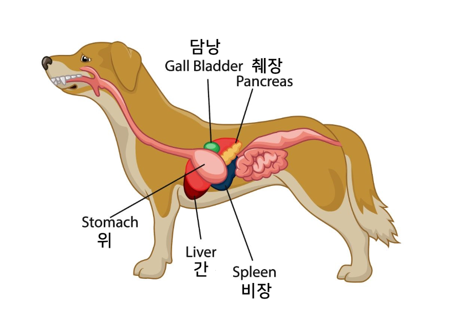  강아지 췌장염(원인,증상,예방,합병증,펫보험 청구 후기)