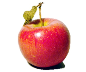 파워포인트 PPT 이미지 배경제거 투명하게 만들기