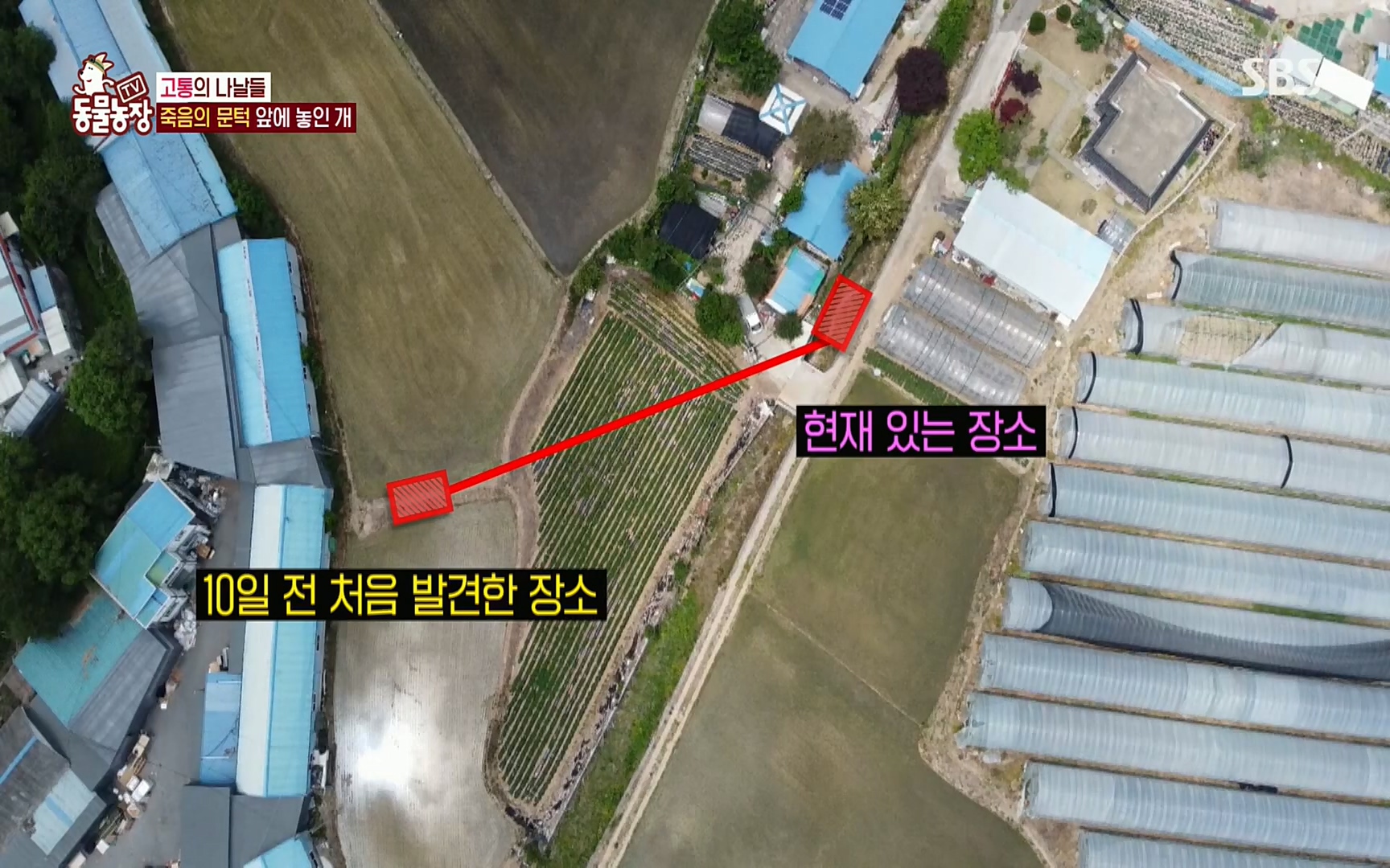 TV 동물농장.E1077.220710p.H264-F1RST.mp4_20220710_175435.492.jpg