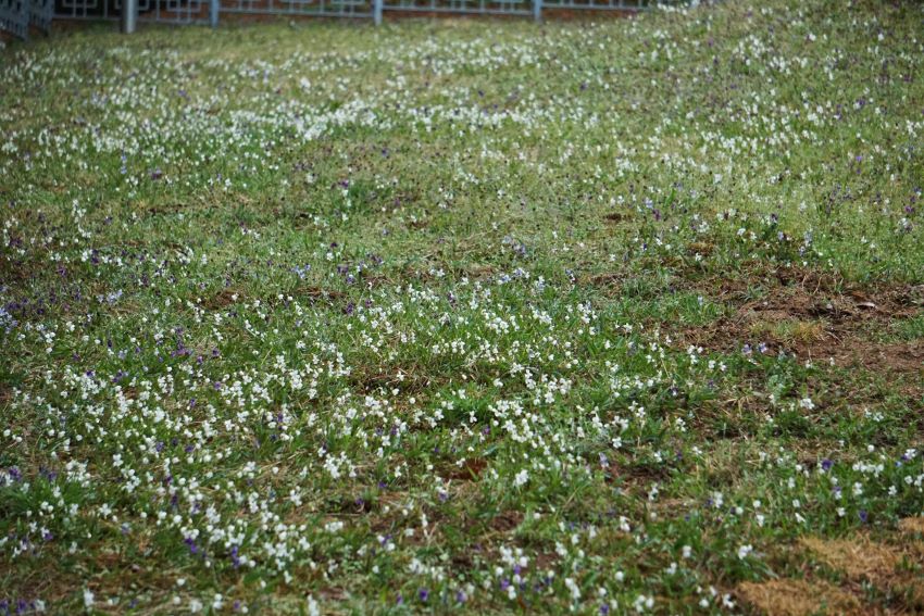 봉분 눙역을 뒤덮은 흰젖제비꽃