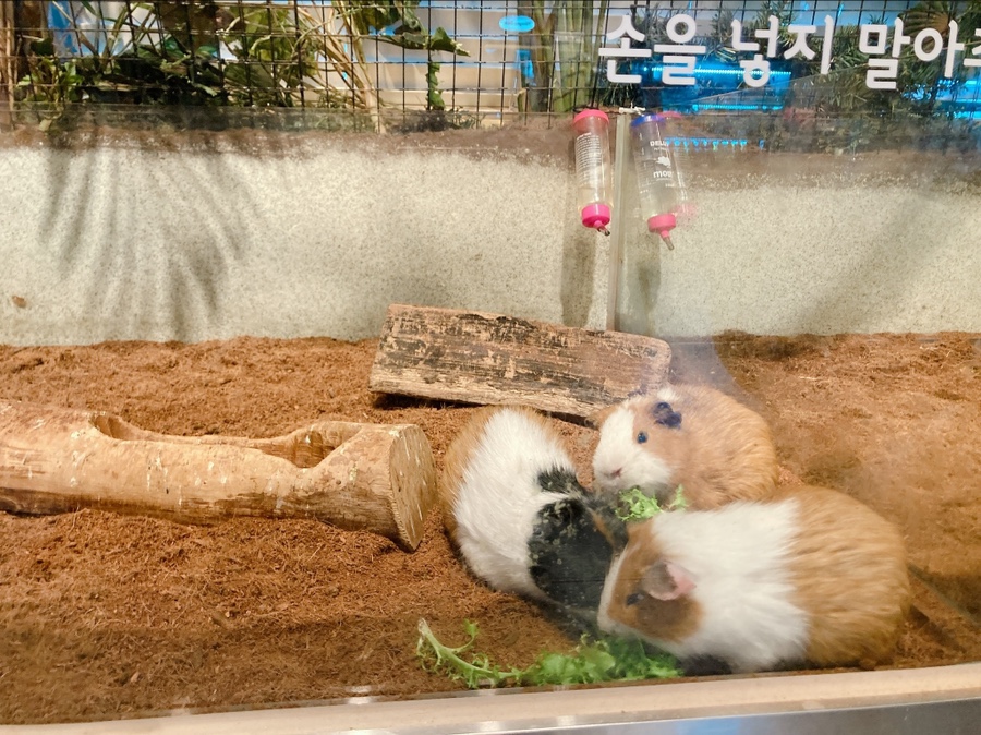 기니피그 키우기 기니피그 키우기수명과 주의점 (집