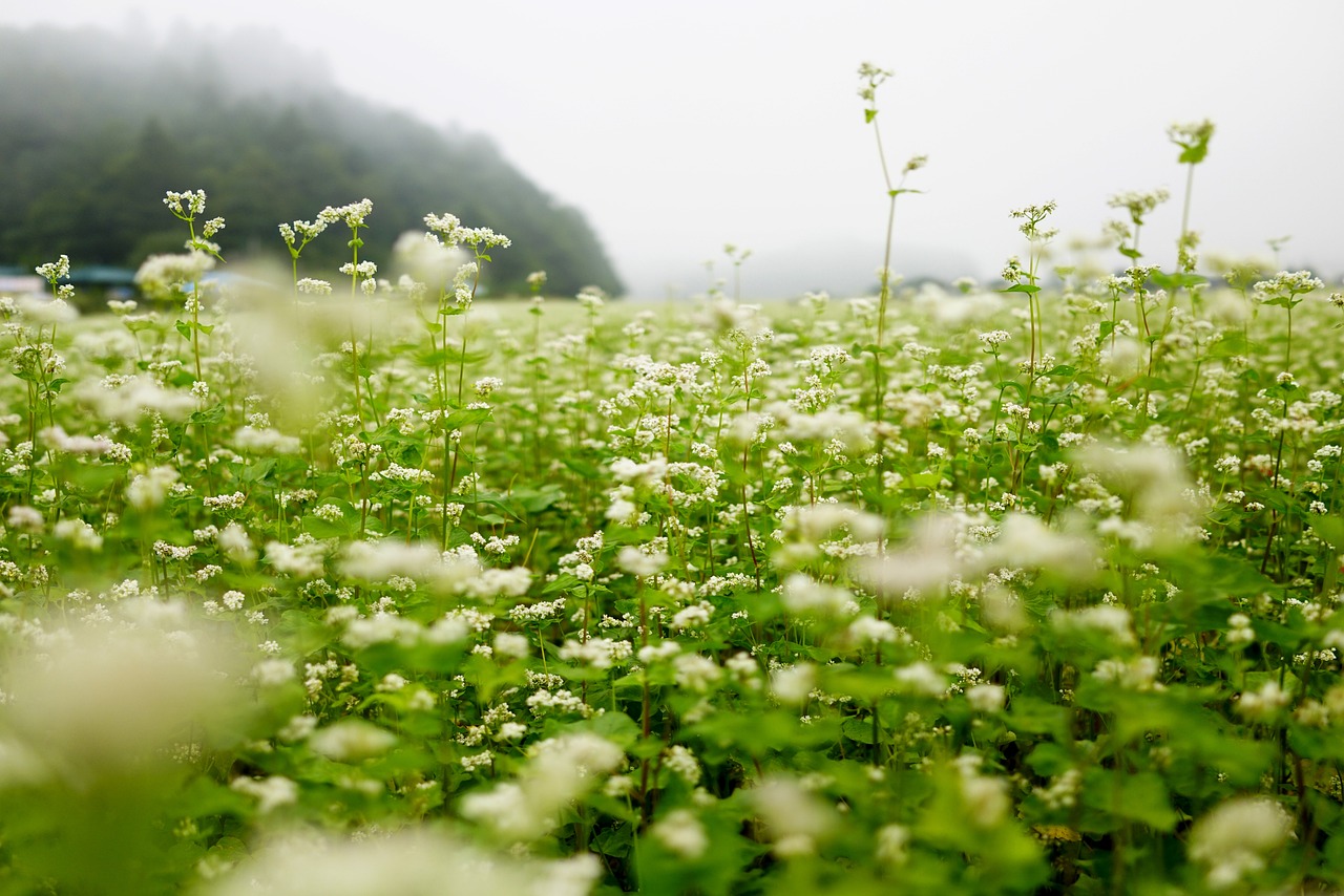 메밀꽃 사진