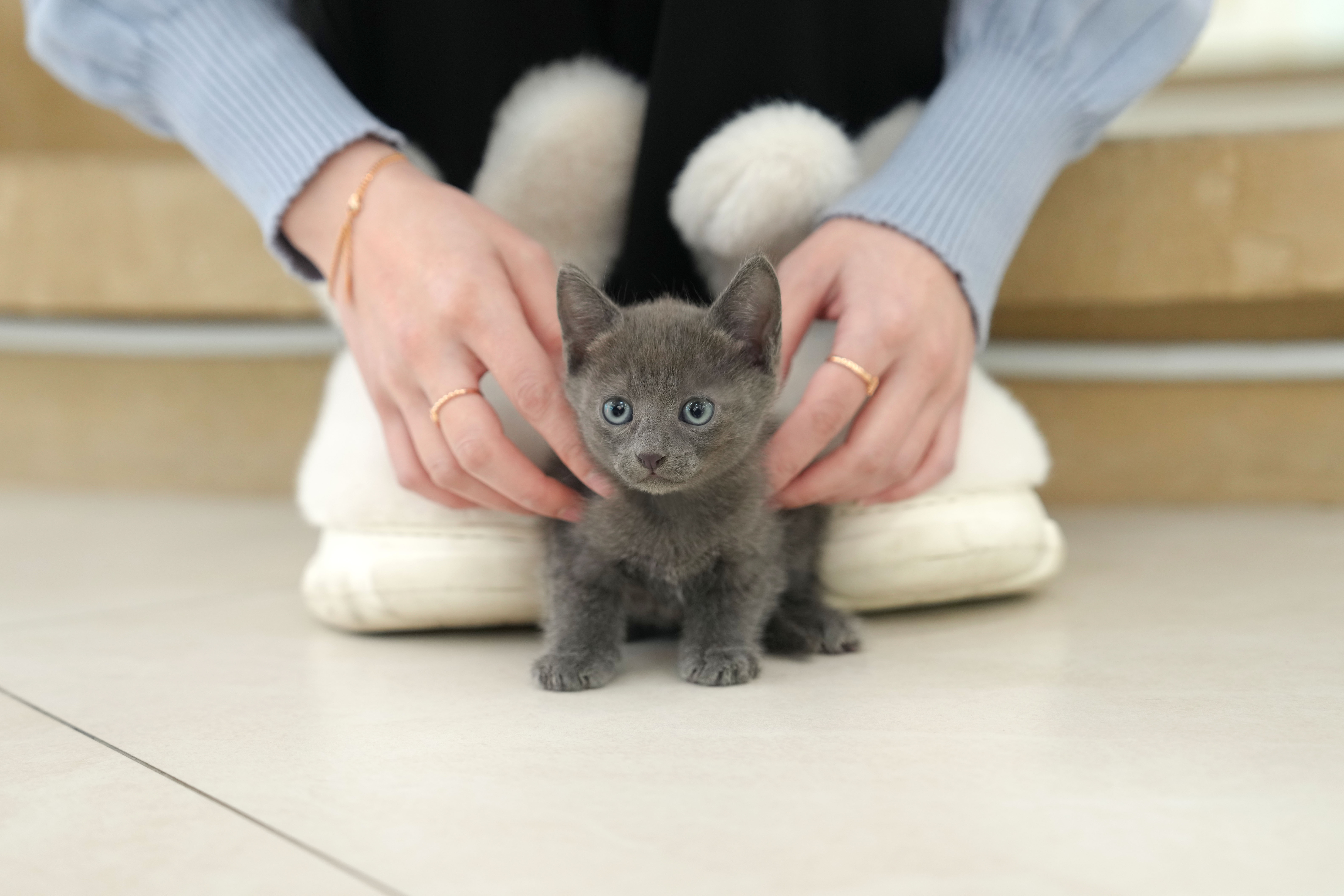 온천장고양이 이미지