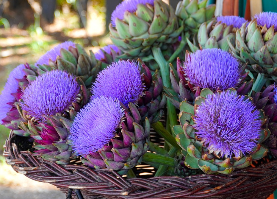  아티초크 (artichoke, Cynara cardunculus var. secolymus ) 이용과 효능