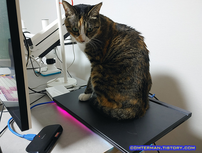 노트북 고양이