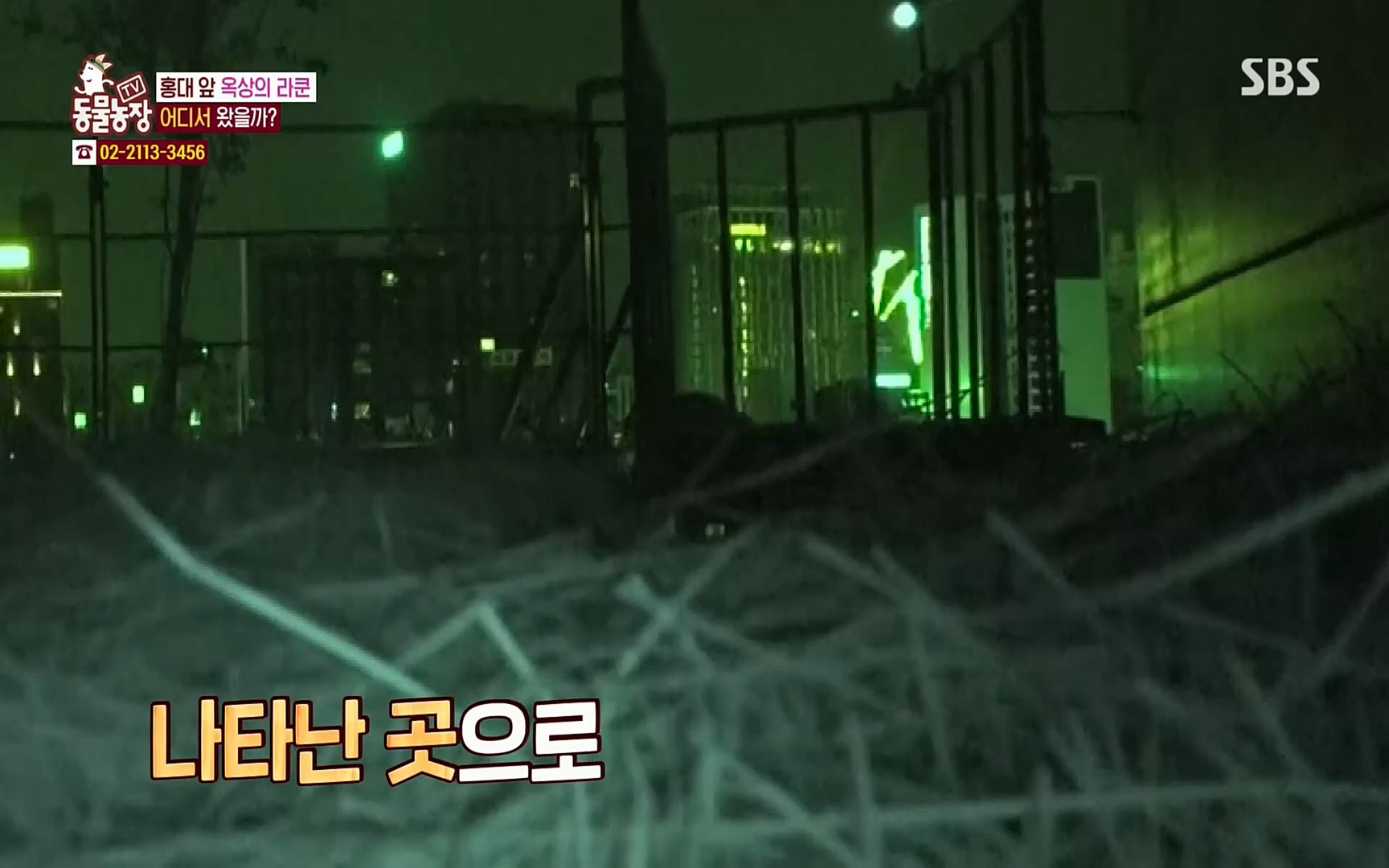 TV 동물농장.E1066.220424p.H264-F1RST.mp4_20220424_201028.041.jpg