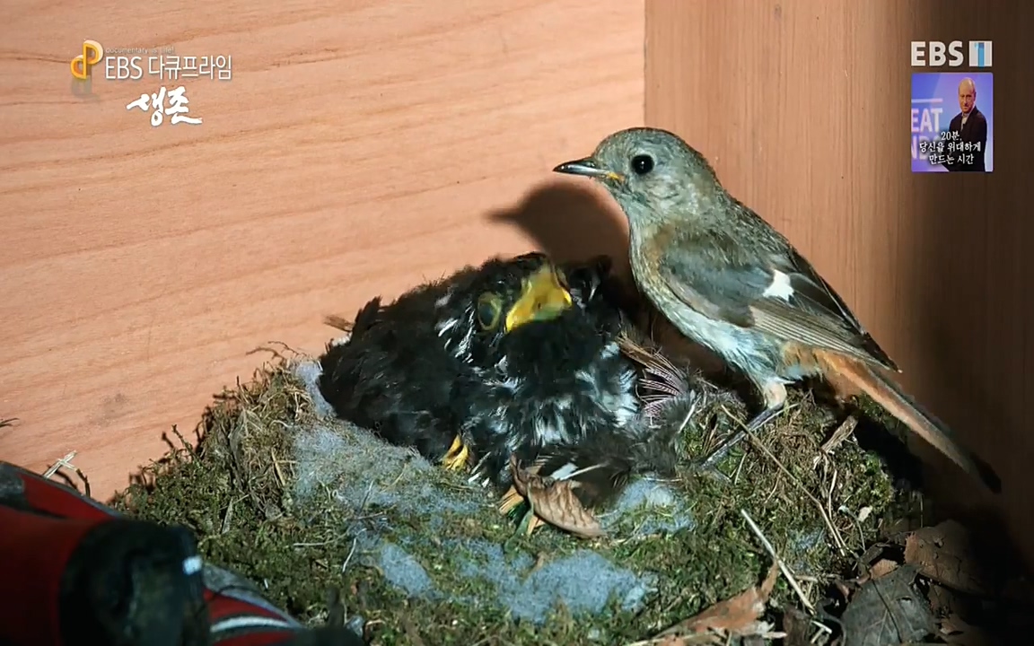 생존 3부_ EBS 다큐프라임_ 220629.avi_20220701_205106.133.jpg