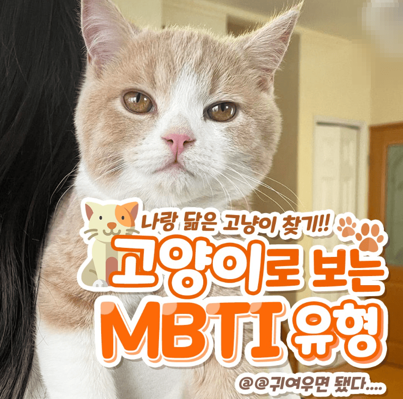 MBTI-고양이