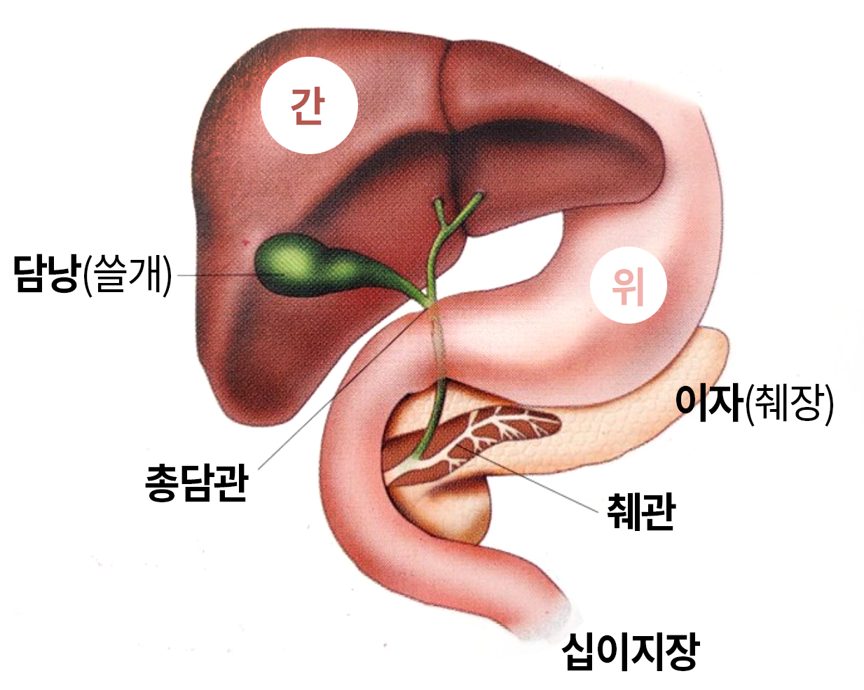 담낭의 위치