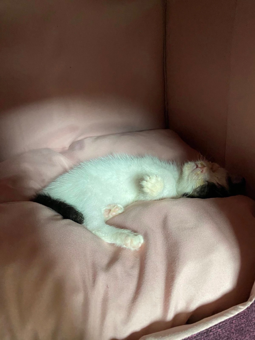  우리애기 오레오의 똥오줌 가리기 ㅠ 및 캣타워놀이