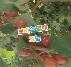 보리수-열매-효능
