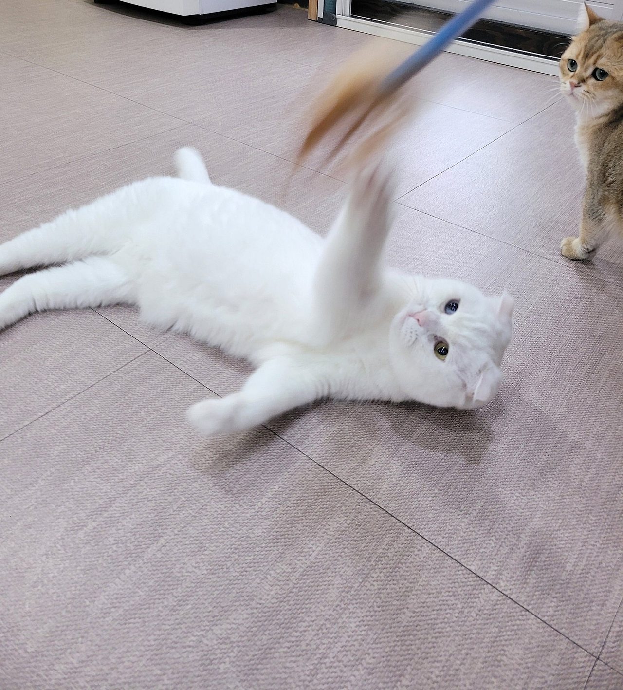 나르랑 이미지
