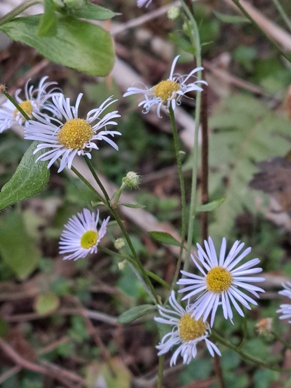 정물 당오름, 오름 그리고 금악오름 29