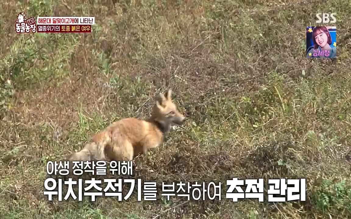 TV 동물농장.E1079.220725p-NEXT.mp4_20220724_151955.117.jpg