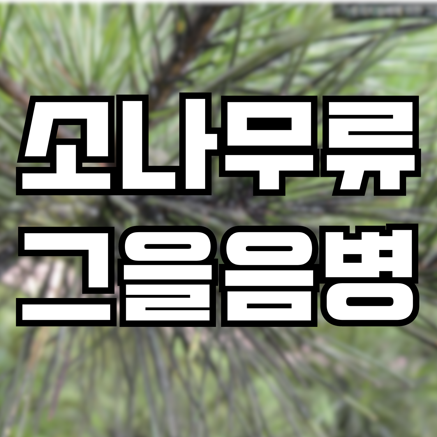  소나무류 그을음병