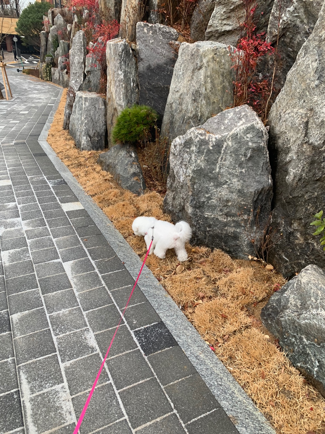 우리집 미니비숑 동구와 함께 동네 한바퀴 산책하는 모습(5)