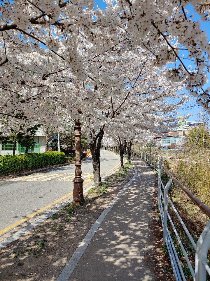  동네 산책  동네 벚꽃즐기기