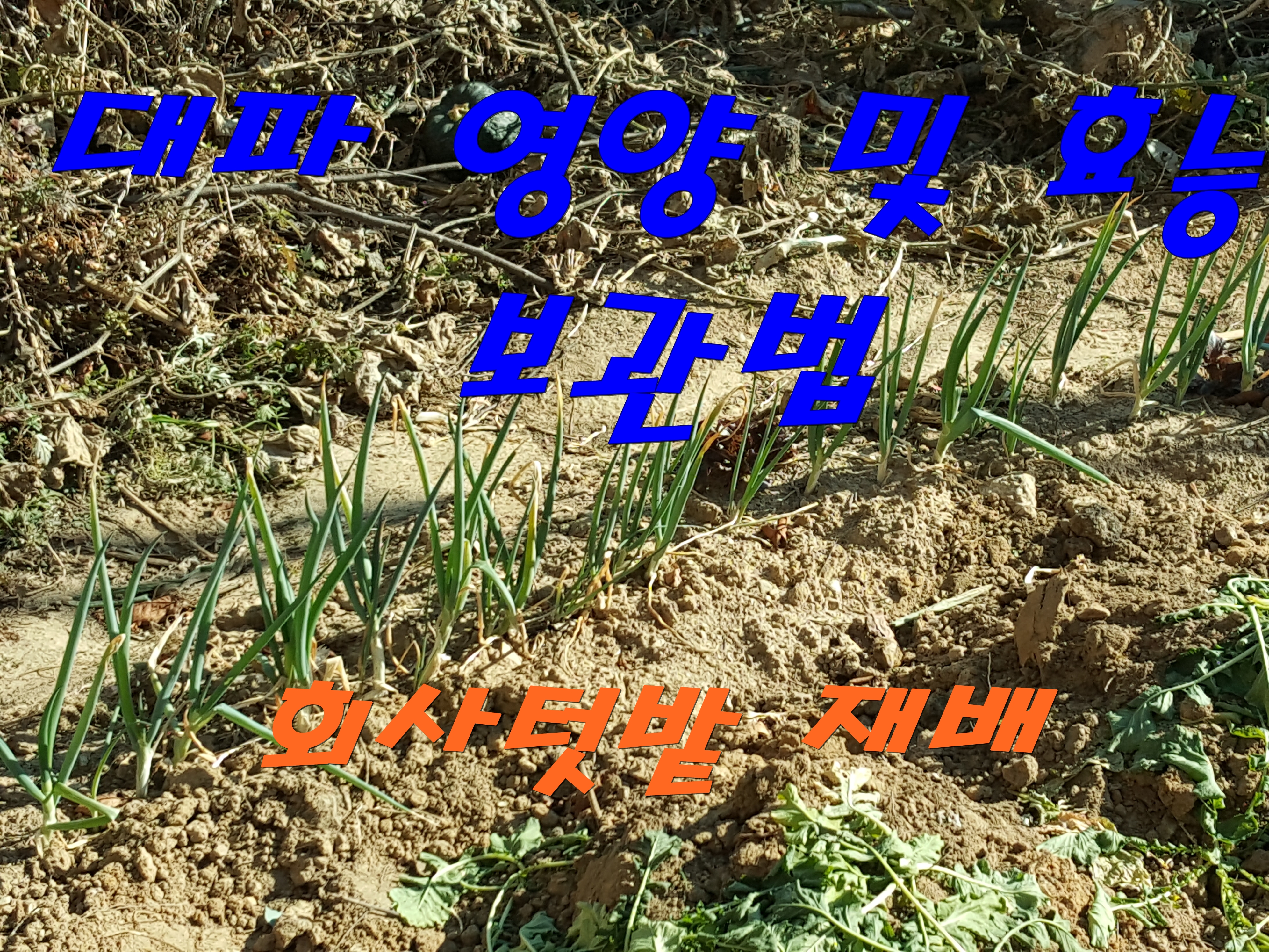  대파 영양 및 효능, 보관법 - 수확시기와 저장온도에 따른 품질 특성
