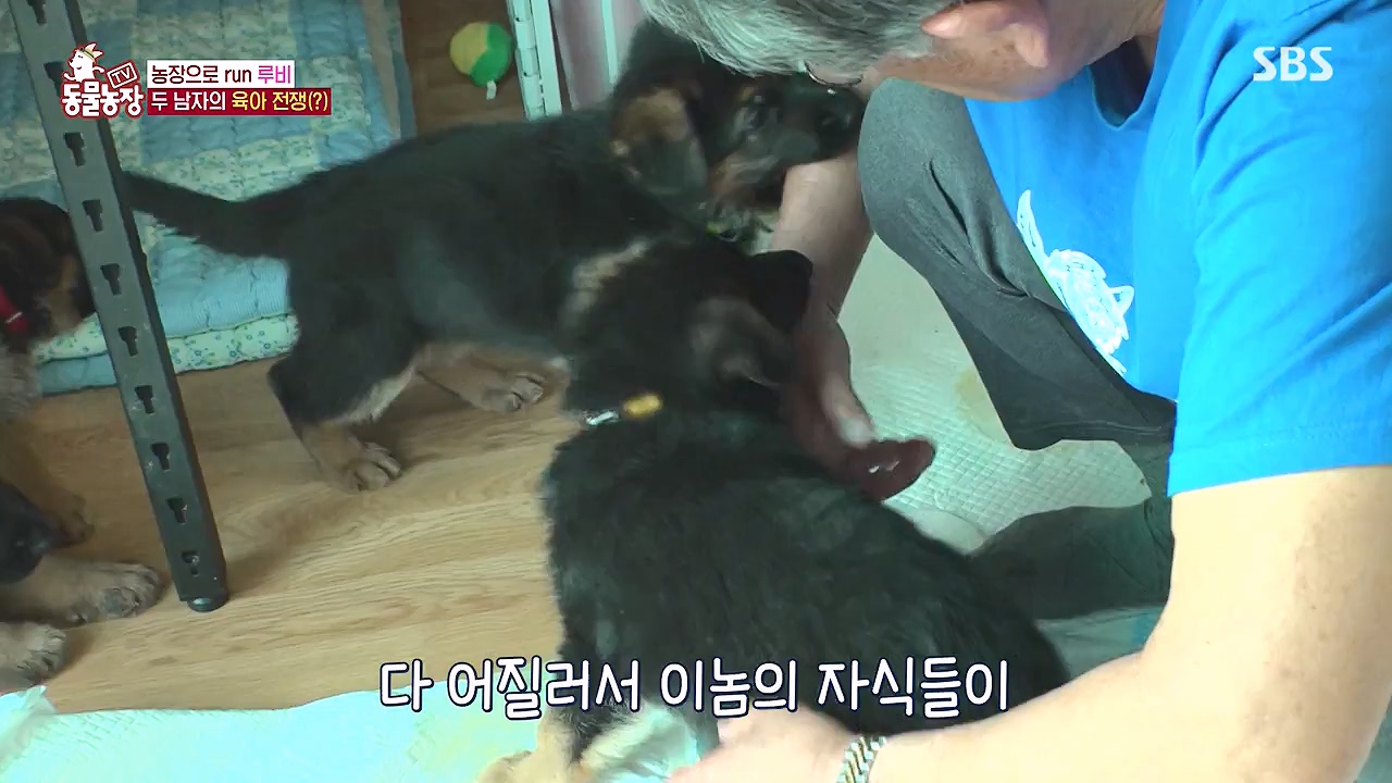 TV 동물농장.E1176.240617p-NEXT.mp4_20240616_171022.261.jpg